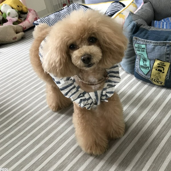 リルちゃん