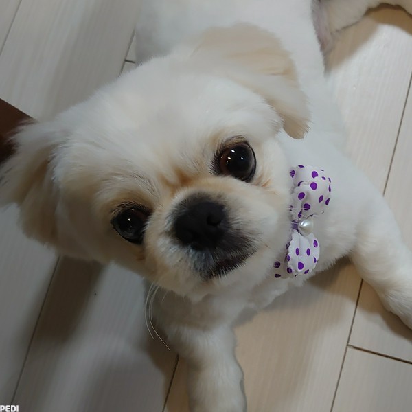 てんくん