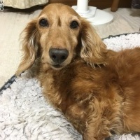 はなちゃん