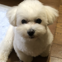 ホイップくん