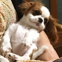 ピコちゃん