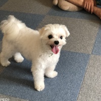 トワくん