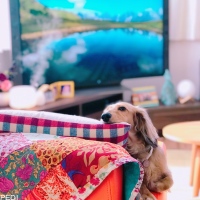 トトちゃん
