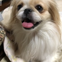 ノアちゃん