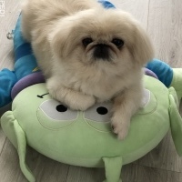 ロコちゃん