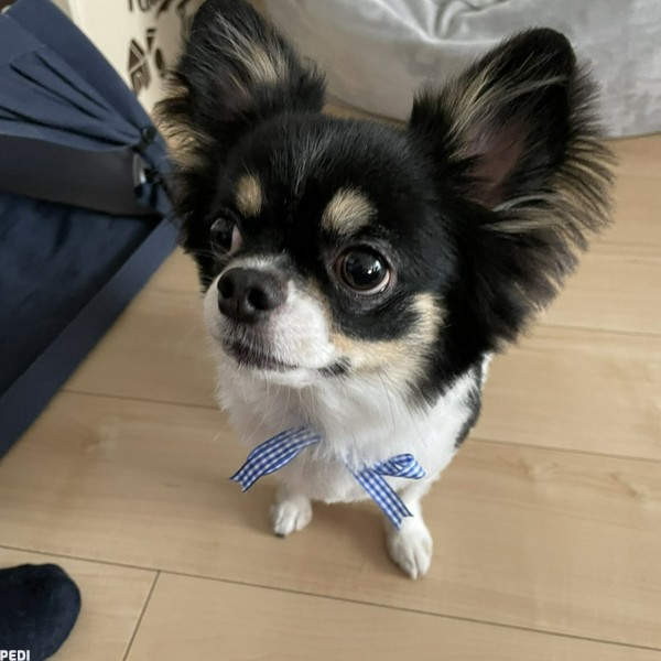 おもちくん