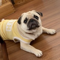 おからちゃん