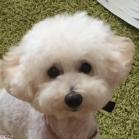 ペコちゃん
