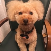 プルートくん