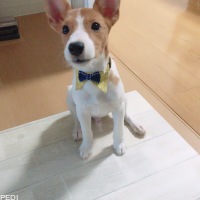 Bullくん