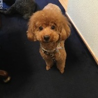 ミニーちゃん