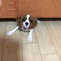 こなつちゃん
