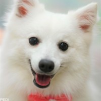 プラナちゃん