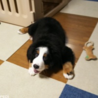 Bacchusくん