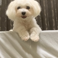 ステラちゃん
