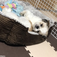 茶々くん