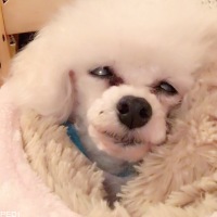 キララちゃん