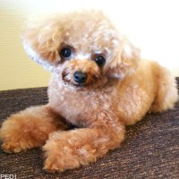 りむちゃん