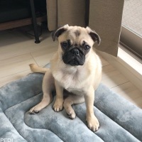 ちまきちゃん