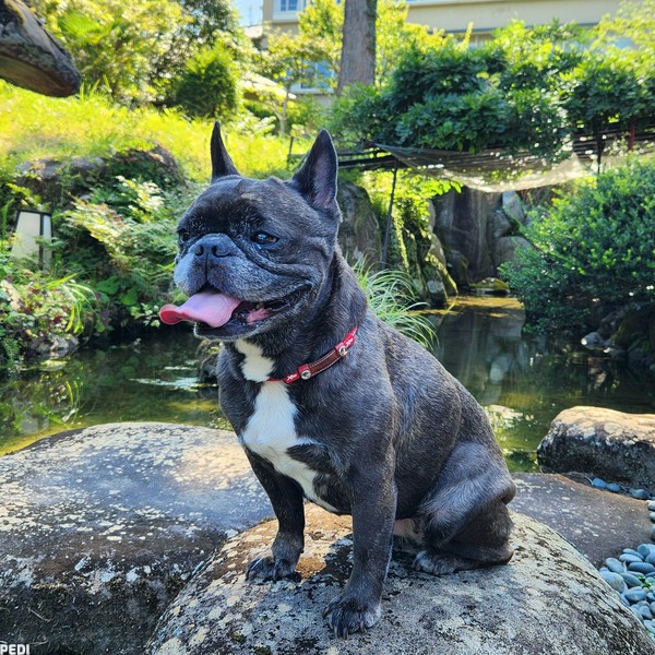 ラブちゃん