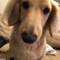 バニラくん