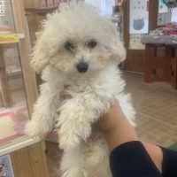 バニラくん