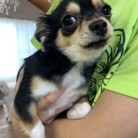 チャッピーちゃん