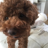 ダッヂくん
