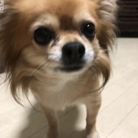 福丸くん