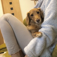 ココちゃん
