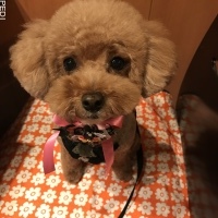チップちゃん