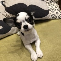 オレオちゃん