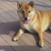 風ちゃん