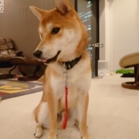 てんくん