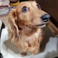 ルーチェちゃん