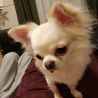 かむちゃん