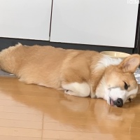 ケントくん