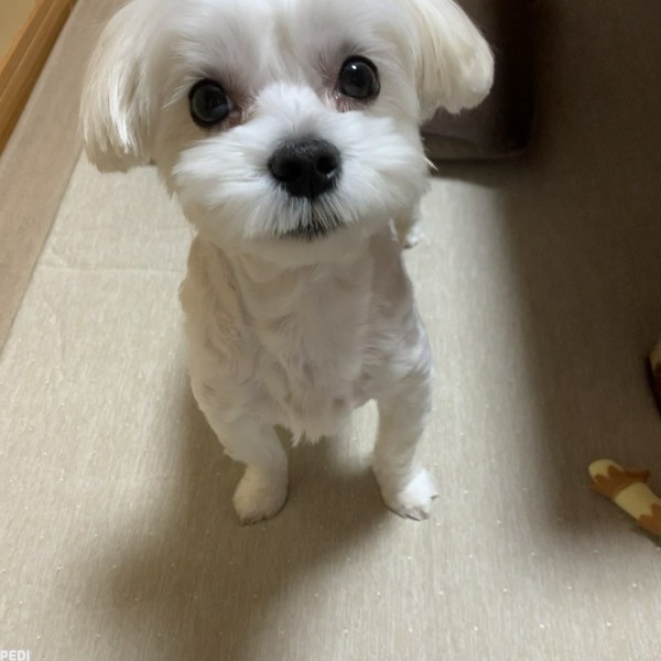 まるくん