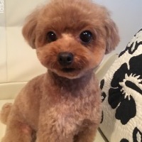 ラニちゃん