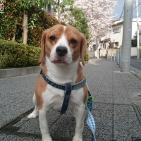 ぷりんくん