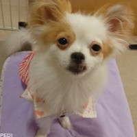 ハナ子ちゃん