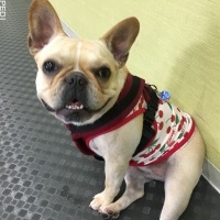 苺々ちゃん