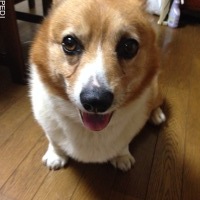 ミントくん
