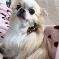 ぼぼすけくん