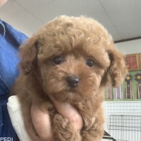 まるこちゃん
