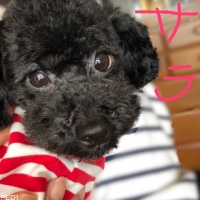 サラちゃん