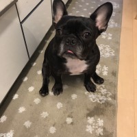 こむぎちゃん