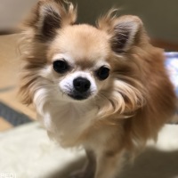 シャアくん