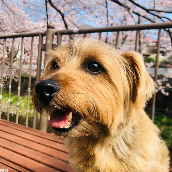 ナッツくん