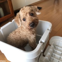 ぼむくん